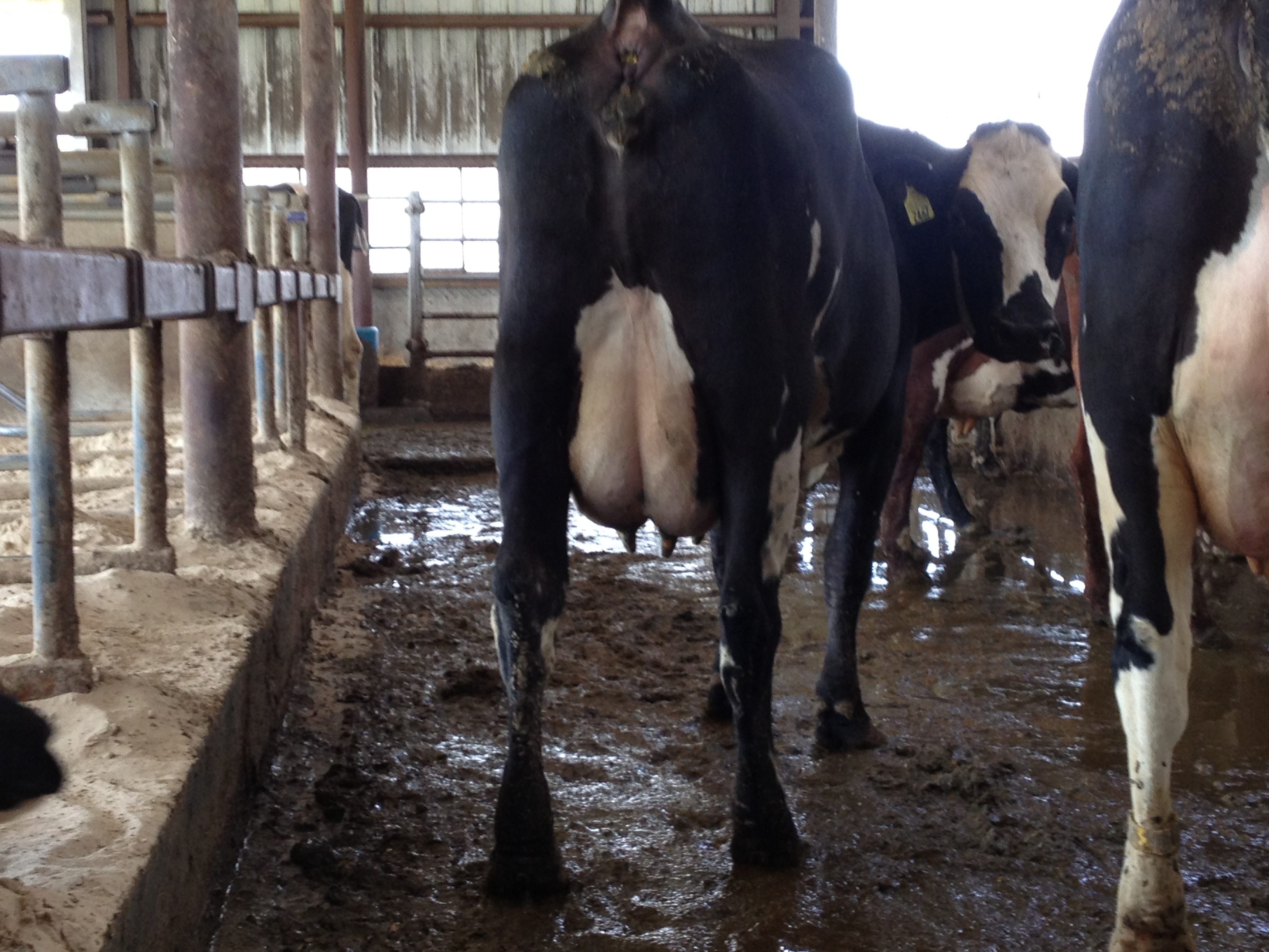 Tested @ 19 days in milk, 102 lbs/day, 3.3% fat 3.1% protein. She's normally at 4.0% fat and 3.5% protein.