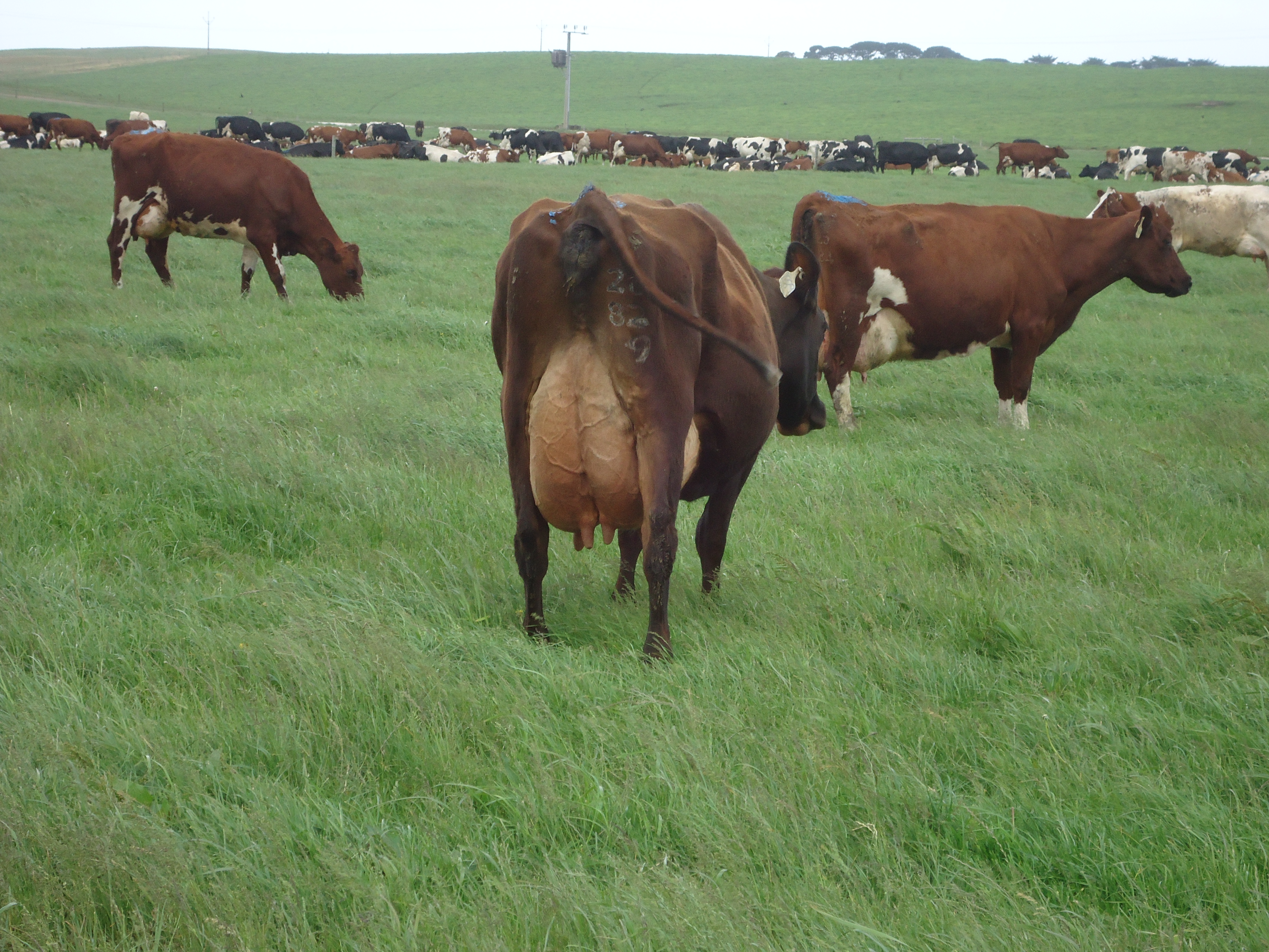 Aussie Red and crossbreed herd of Mike Greens SA